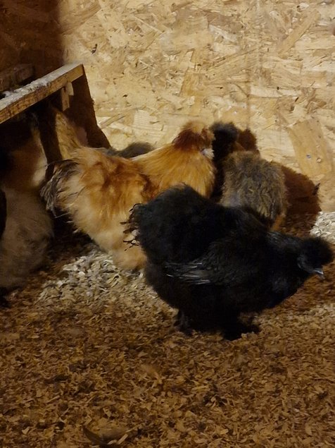 Œufs à couver poule soie couleur mixte - Emballage Ovopack