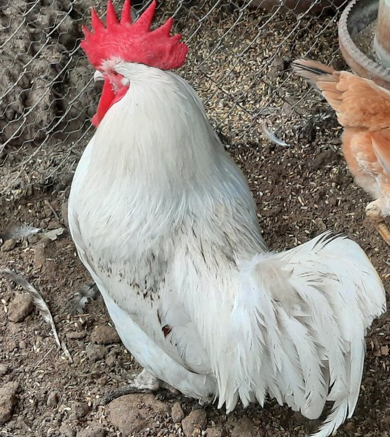 Lot de 24 œufs de LEGHORN / 12 argenté saumoné et 12 blanc