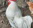Lot de 24 œufs de LEGHORN / 12 argenté saumoné et 12 blanc
