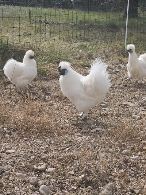 Œufs à couver poule soie blanche emballage Ovopack
