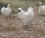 Œufs à couver poule soie blanche emballage Ovopack