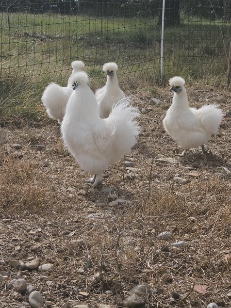 Œufs à couver poule soie blanche emballage Ovopack
