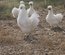 Œufs à couver poule soie blanche emballage Ovopack