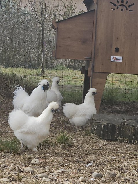 Œufs à couver poule soie blanche emballage Ovopack