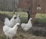 Œufs à couver poule soie blanche emballage Ovopack