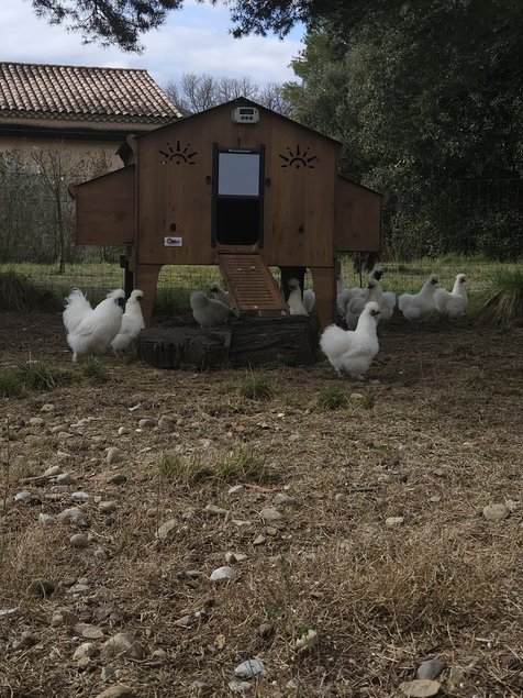 Œufs à couver poule soie blanche emballage Ovopack