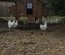 Œufs à couver poule soie blanche emballage Ovopack