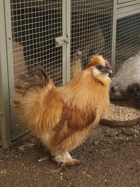 Œufs à couver poule soie couleur mixte - Emballage Ovopack