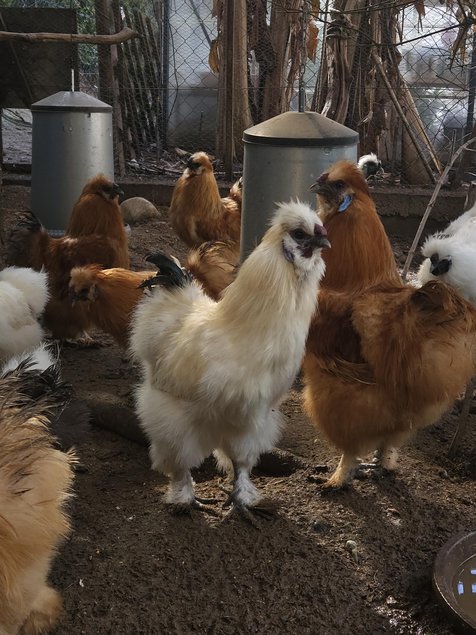 Œufs à couver poule soie couleur mixte - Emballage Ovopack