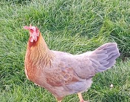 Poule Italienne Saumon Bleu Doré Liseré ou Splash (Leghorn Dorée Bleu)