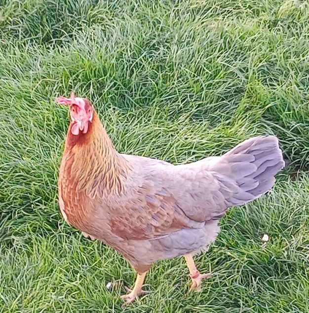 Poule Italienne Saumon Bleu Doré Liseré