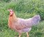Poule Italienne Saumon Bleu Doré Liseré