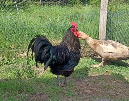 Poule du Berry