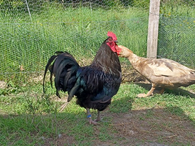 Poule du Berry