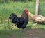 Poule du Berry