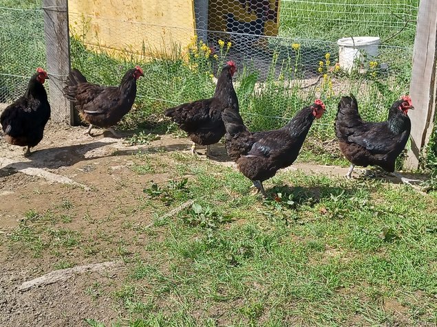 Poule du Berry