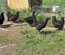 Poule du Berry