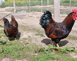 Barnvelder acajou