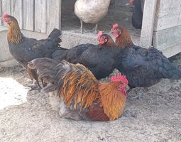 Marans cuivré