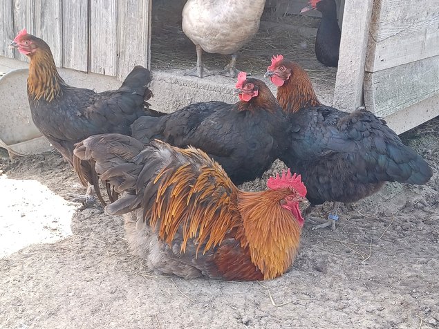 Marans cuivré