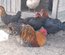 Marans cuivré
