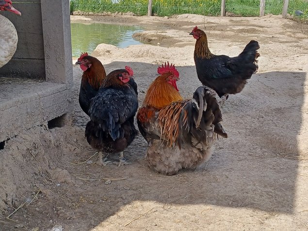 Marans cuivré