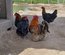 Marans cuivré