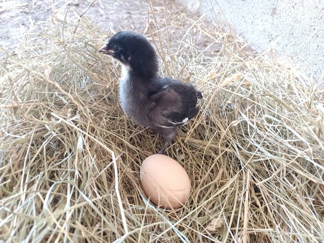 Poule du Berry