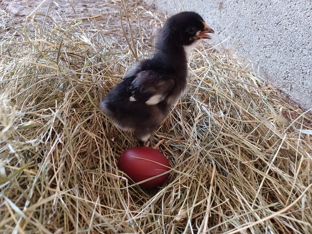 Marans cuivré