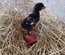Marans cuivré