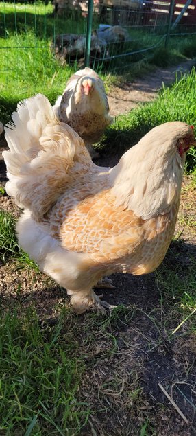 Brahma doré liseré Blanc