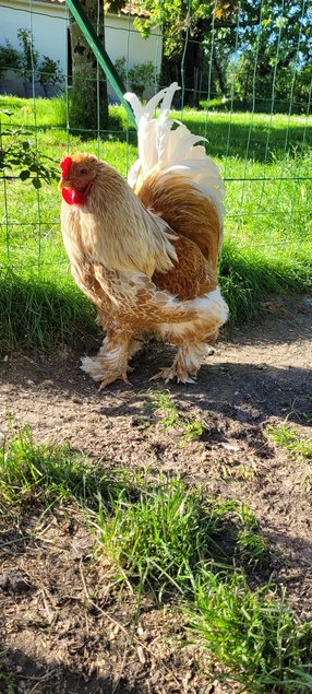 Brahma doré liseré Blanc