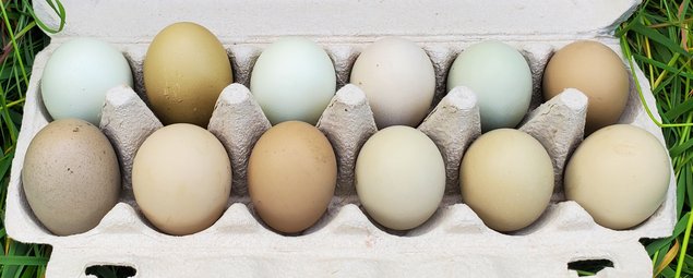 Oeufs olive egger et easter egger à couver