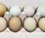 Oeufs olive egger et easter egger à couver