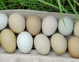 Oeufs olive egger et easter egger à couver