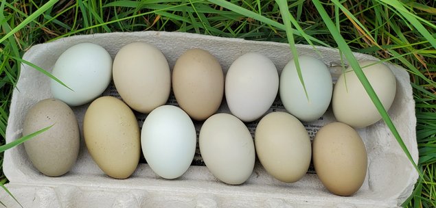 Oeufs olive egger et easter egger à couver