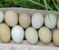 Oeufs olive egger et easter egger à couver