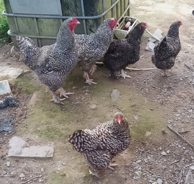 oeufs a couver de coqs et poules coucou de malines a tete de dindon
