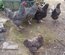 oeufs a couver de coqs et poules coucou de malines a tete de dindon