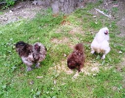 oeufs fecondes soie multi colore