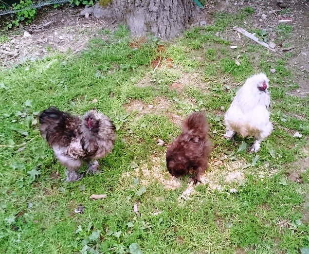 oeufs fecondes soie multi colore