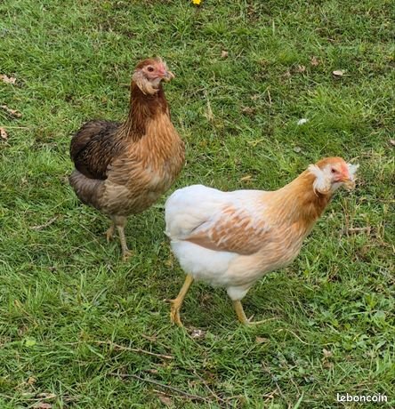 Lot 12 oeufs purs races