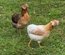 Lot de 12 oeufs purs races
