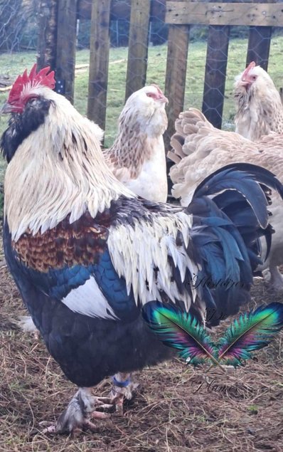 (HDP) Faverolles Allemande GR