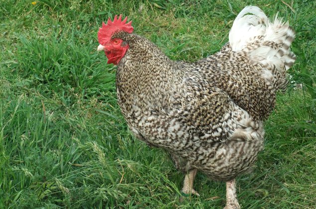 Lot de 24 oeufs de MALINES, coucou, noir, bleu et blanc en mélange