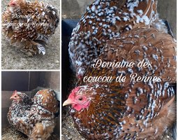 Pékin porcelaine rouge et bleu rouge lisse et frisée / Pekin
