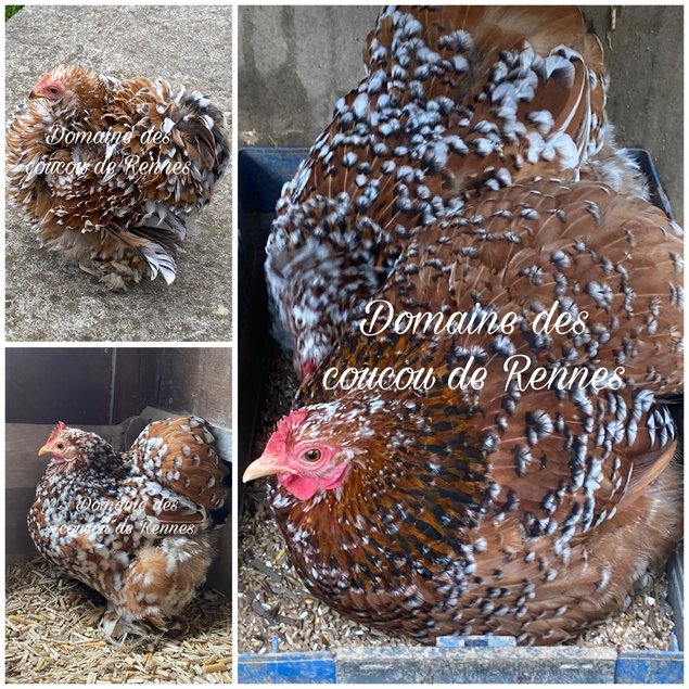 Pékin porcelaine rouge et bleu rouge lisse et frisée / Pekin