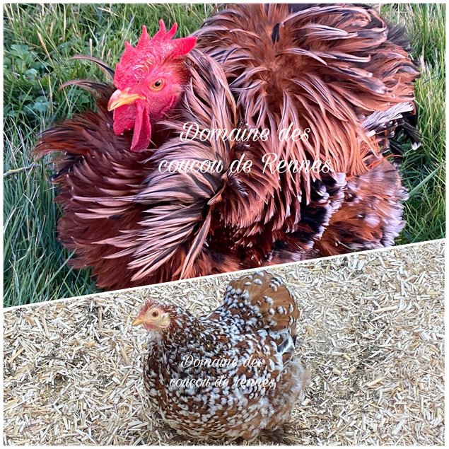 Pékin porcelaine rouge et bleu rouge lisse et frisée / Pekin