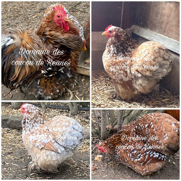 Pékin porcelaine rouge et bleu rouge lisse et frisée / Pekin