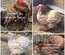 Pékin porcelaine rouge et bleu rouge lisse et frisée / Pekin